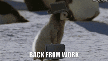 Back To Work Penguin GIF - Back To Work Penguin Job GIFs