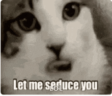 Cat Let Me Seduce You GIF