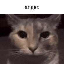 a close up of a cat 's face with the words `` anger '' written above it .