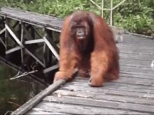 Monke Orangutan GIF - Monke Orangutan Trolling GIFs