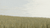 a person standing in a field of wheat with russian writing on the bottom right