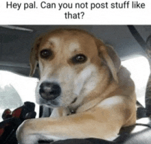 a dog is sitting in the back seat of a car with the caption hey pal can you not post stuff like that ?