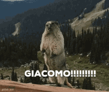 Paologiacomo GIF - Paologiacomo GIFs