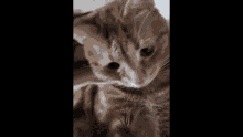 Cats Scout GIF