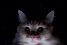 a cat with a pink nose is looking at the camera