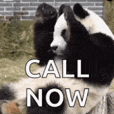 Menglanpanda Quẫy GIF - Menglanpanda Menglan Panda GIFs