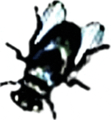 Insect Fly GIF