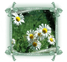a picture of daisies in the rain in a green frame