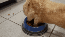 Dog Eat GIF