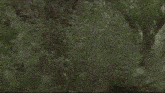 a man in a blue shirt and white shirt is standing in the woods with his arms outstretched .