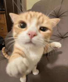 a close up of a cat 's face and paws