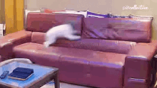 Playing Around The Pet Collective GIF
