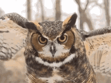 Owl Blink GIF - Owl Blink Flying GIFs