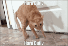Haru Daily GIF - Haru Daily Harusdaily GIFs