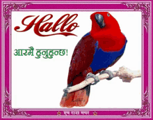 a red and blue parrot is sitting on a branch with the word hallo written above it