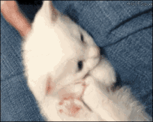 Kitty Cat GIF - Cat Funny Funniest GIFs