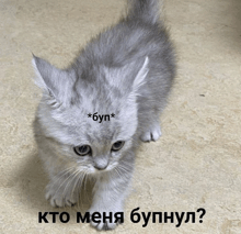 a gray kitten with a sticker on its head that says * byn *