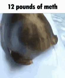 meth seal bruh 10pounds of meth