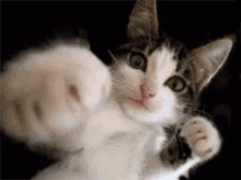 Fighting Angry GIF - Fighting Angry Cats GIFs