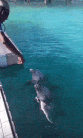 a man feeds two dolphins from a boat