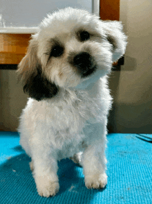 a small white dog with a black spot on its ear is standing on a blue mat
