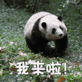Huahua Huahuapanda GIF - Huahua Huahuapanda Panda GIFs