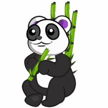 buddyiee panda eating bamboo panda with hearts cute panda