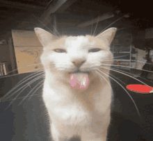 Cat Goofy GIF - Cat Goofy Meme GIFs