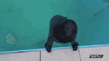 Seal Attack Seal Jumpscare GIF - Seal Attack Seal Jumpscare Seal GIFs