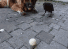暇 GIF - Dog Ball Crow GIFs