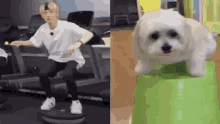 a man is doing exercises on a treadmill and a dog is sitting on top of a green object .