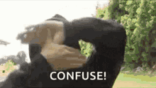 Ninja Confuse GIF - Ninja Confuse Hand Gesture GIFs