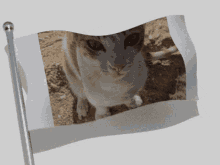 Gato Con Orejas Triangulares Deidtown GIF - Gato Con Orejas Triangulares Deidtown GIFs