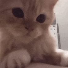a close up of a cat looking at the camera while sitting on a person 's lap .
