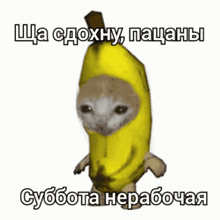 Banana Cat Gromycat GIF - Banana Cat Gromycat Banana GIFs