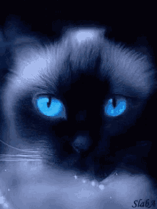 cat blinking blue eyes cats