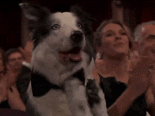 Dog Clapping Oscars Dog GIF - Dog Clapping Oscars Dog Oscars Dog Clapping GIFs