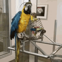 Parrot Sup GIF - Parrot Sup Wave GIFs
