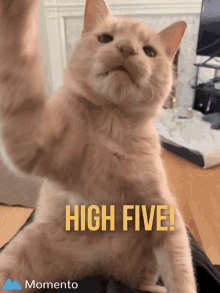 kitten high five gif