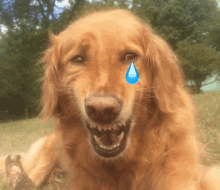 Crying Laughing Dog Auntyplop GIF