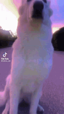 Samoyed Dog GIF