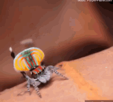 بطم كبير عنكبوت ملون رقصة التزاوج القاتلة مغازلة GIF - Colorful Spider Big Belly Mating Dance GIFs