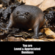 Frog Love GIF - Frog Love Appreciation GIFs