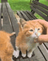 a person is petting a cat on a wooden bench .