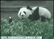 Panda Wresting GIF
