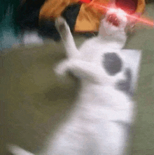 a white cat with red eyes is laying on the floor with its paws up .