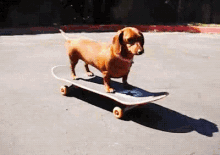 Gotta Go GIF - Weiner Dog Skateboard Keep Rolling Rolling GIFs