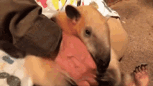 an aardvark is laying on a person 's lap and licking their hand .