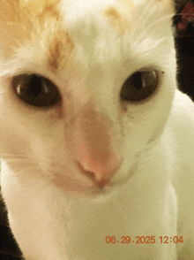 a close up of a cat with a date of 06.29.2025