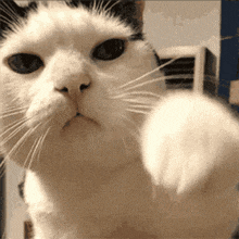 a close up of a black and white cat 's face